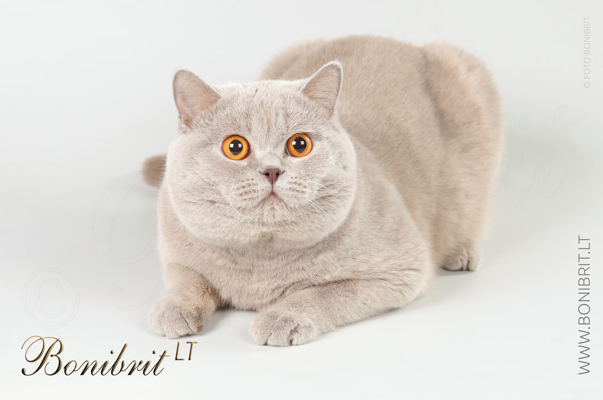 BONIBRIT*LT | Britų trumpaplaukių kačių
